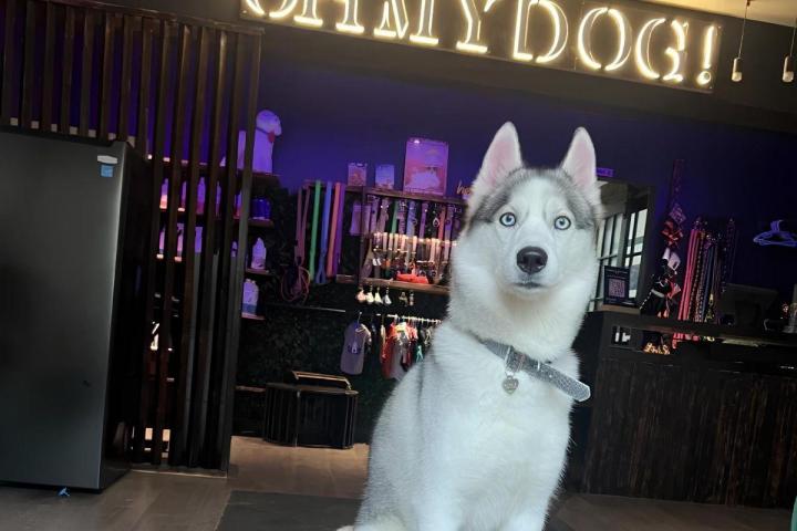 Terrier dog hair stripping Montreal