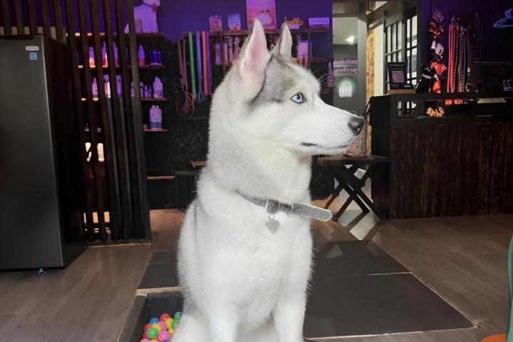 Grooming Training Montreal