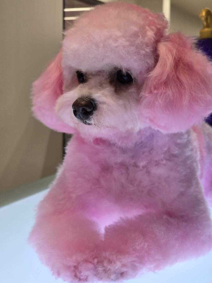 Dog and Cat Colouring Service Montreal