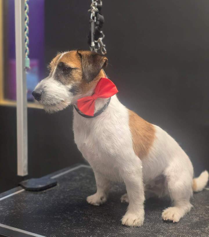 Service d’épilation chien terrier Montréal