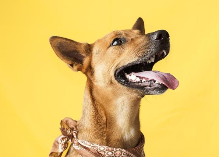 Toiletteur pour chien Montréal