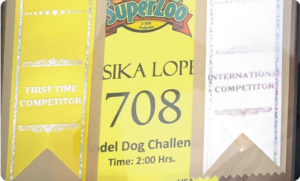 Grooming Training Montreal