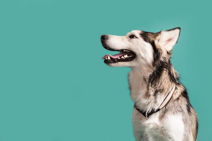 Grooming Training Montreal