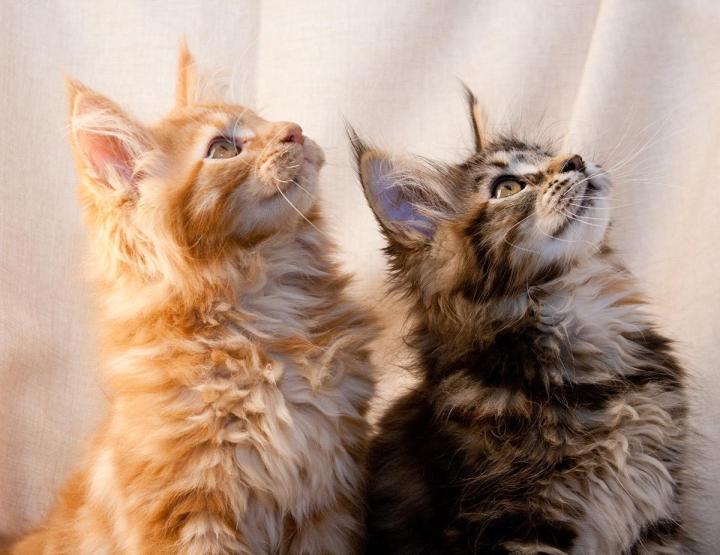 Cat grooming Montreal