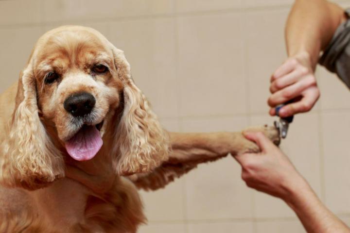 Épilation chien terrier Montréal