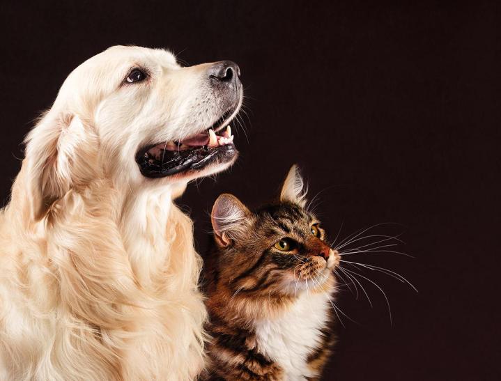Spécialistes de la coloration de chiens et chats à Montréal, Mme Jessica Lopez et son équipe donnent à votre compagnon à quatre pattes le look qui vous plaît