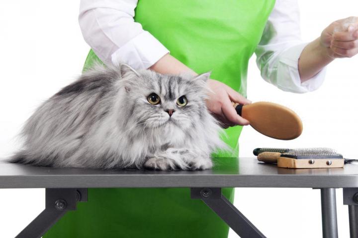Profitez d’un programme préparé par des professionnels expérimentés, en suivant la formation au toilettage de chiens et chats proposée par la compagnie Lave Toutou Toilettage