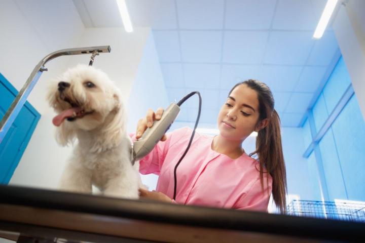 Révélez la beauté du pelage de votre terrier avec le service d’épilation manuelle proposé par la compagnie Lave Toutou Toilettage
